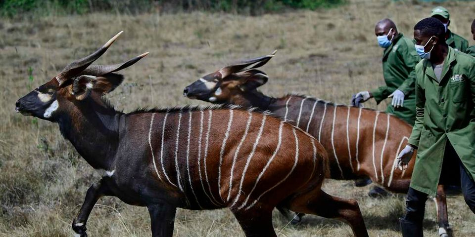 Saving the iconic bongo: Kenya rewilds rare forest antelopes - The ...