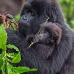 Baby gorilla 