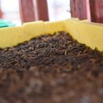 Black fly larvae