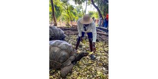 The turtle sanctuary in Zanzibar.