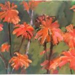 "Aloes" by Tim Brooke.