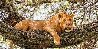 Lion.