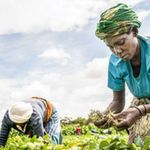 Women harvest French beans for export in Taita Taveta, coastal Kenya.