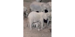 Elephants.