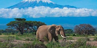 kilimanjaro