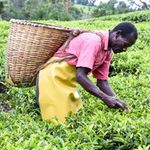 Tea farm