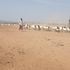A pastoralist herds goats and sheep in Isiolo, northern Kenya.