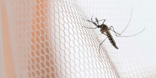 malaria scourge Tanzania