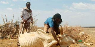 Herders assist an emaciated cow to stand