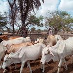 Pastoralist communities East Africa