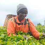 A Kenyan farmer picking tea