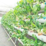 A hydroponic farm in Tana River, Kenya.