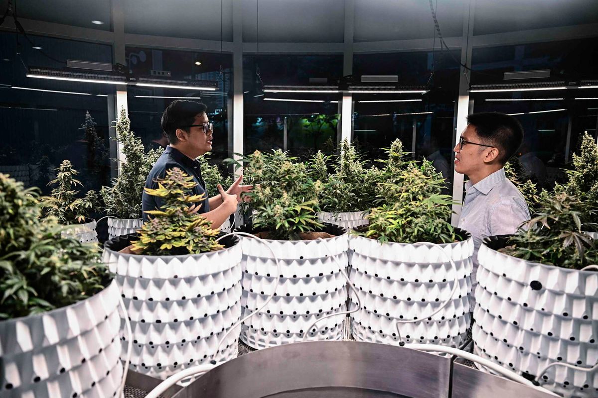 Bangkok now becomes Southeast Asia's cannabis Wild West - The EastAfrican