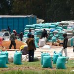 Farmers drying maize in Eldoret town in Kenya