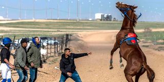 A man stands before a rearing horse