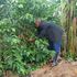 A farmer picking coffee in Uganda