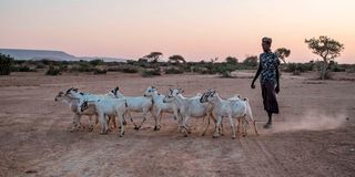 Drought in Ethiopia, Somalia and Kenya