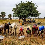 People harvesting beans in Togo