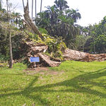 The fallen 'Lady Knutsford’ tree. 