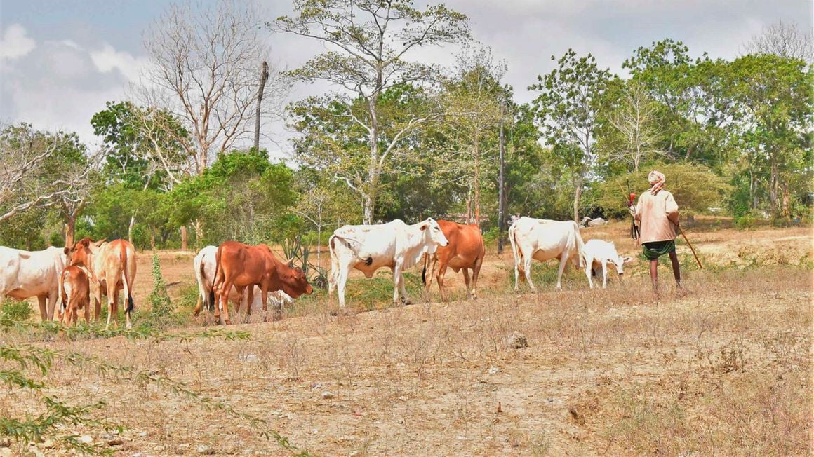 A pastoralist herding his cattle