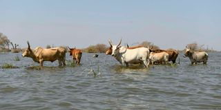 Cattle cross through flood water in Bentiu 