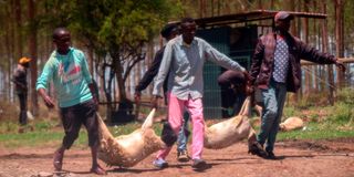 Young men who invaded the Kenyatta farm