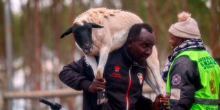 A man carries a sheep from Kenyatta farm