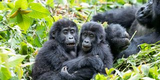 Mountain gorillas in Uganda