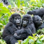 Mountain gorillas in Uganda
