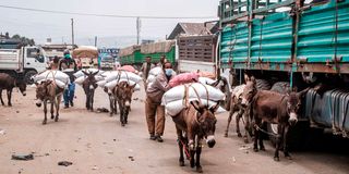 Donkeys carrying sacks of grains in Ethiopia