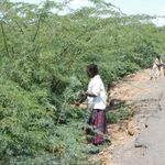 prosopis