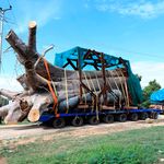 baobab
