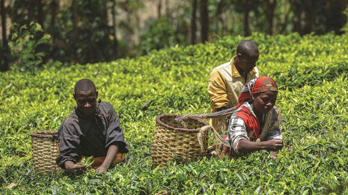 The rise of coffee and tea tourism in Rwanda - The East African