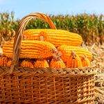 maize