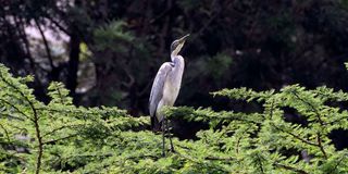 heron