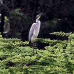 heron