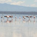 flamingoes