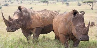 Rhinos.