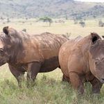 Rhinos.