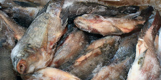 Tilapia