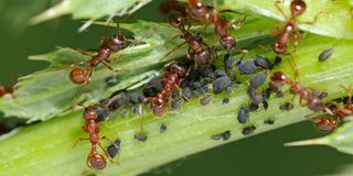 ants
