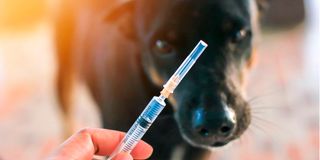 dog