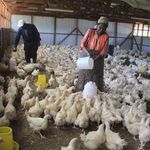 poultry