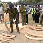 tusks