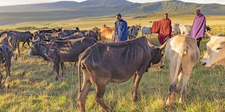 EA Ngorongoro 2#1