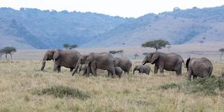 elephants
