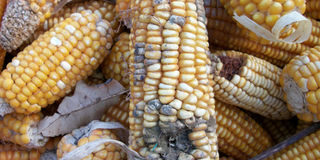 Maize contaminated with aflatoxin.