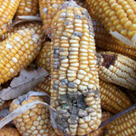 Maize contaminated with aflatoxin.