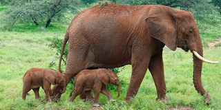 elephant twin births