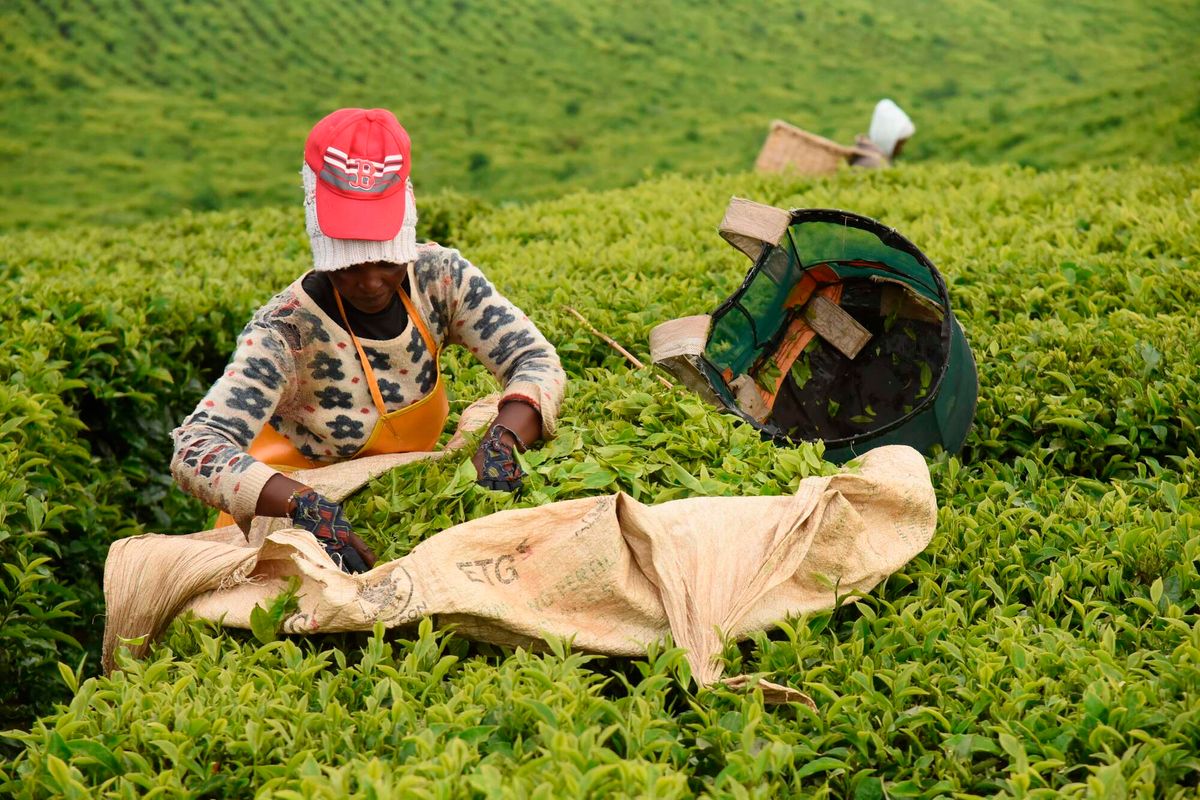 Israel Tea State Israel-Iran war: Kenya tea exporters caught in the crosscurrents - The ...